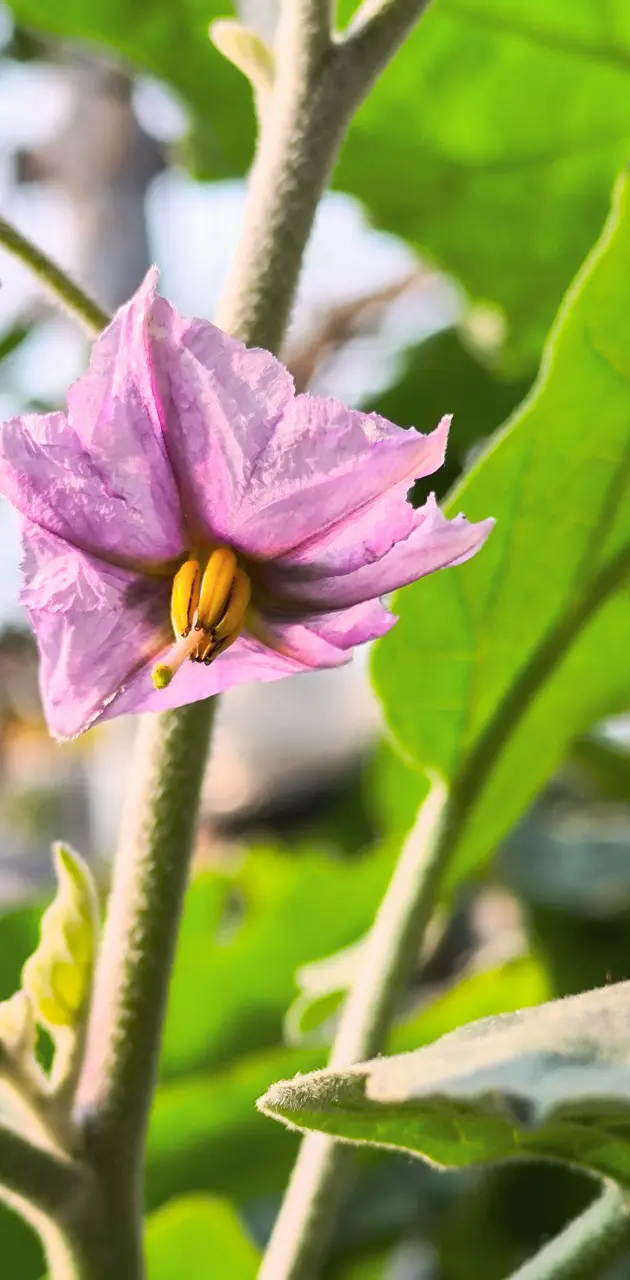 Brinjal Flower 