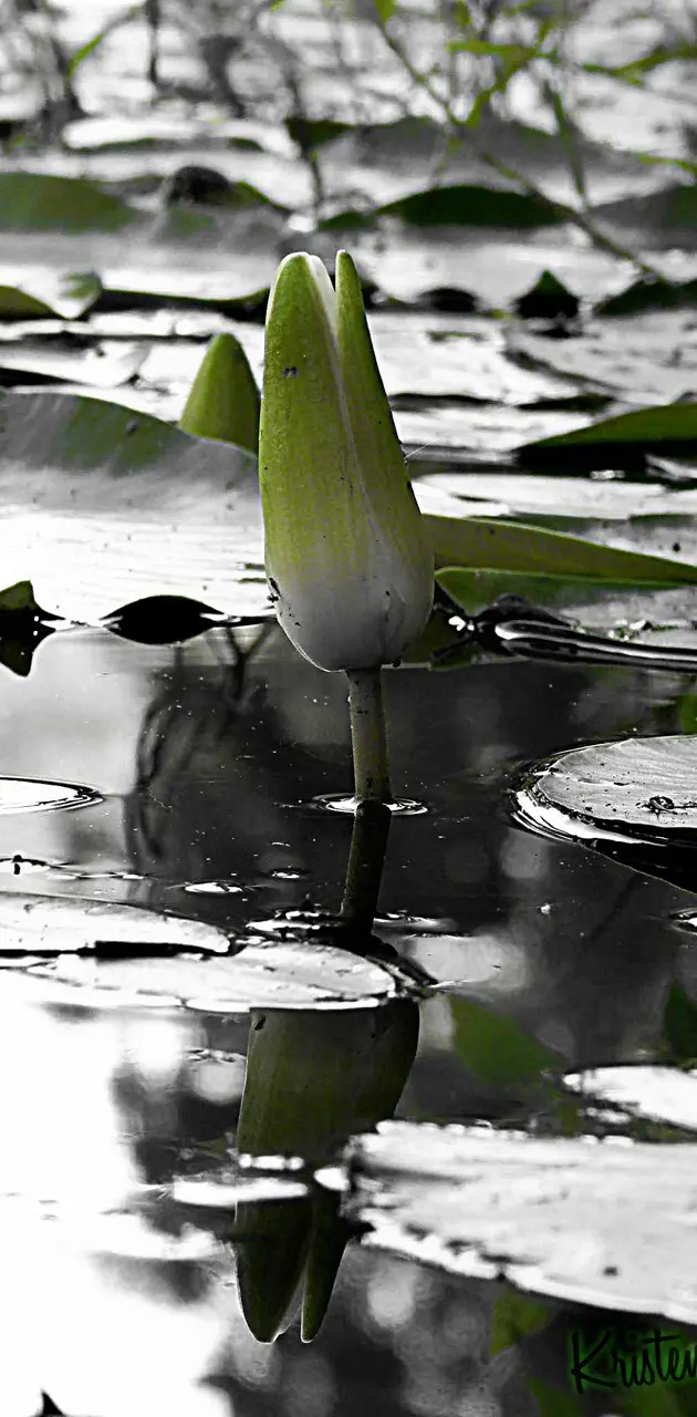 Water Lilly bud