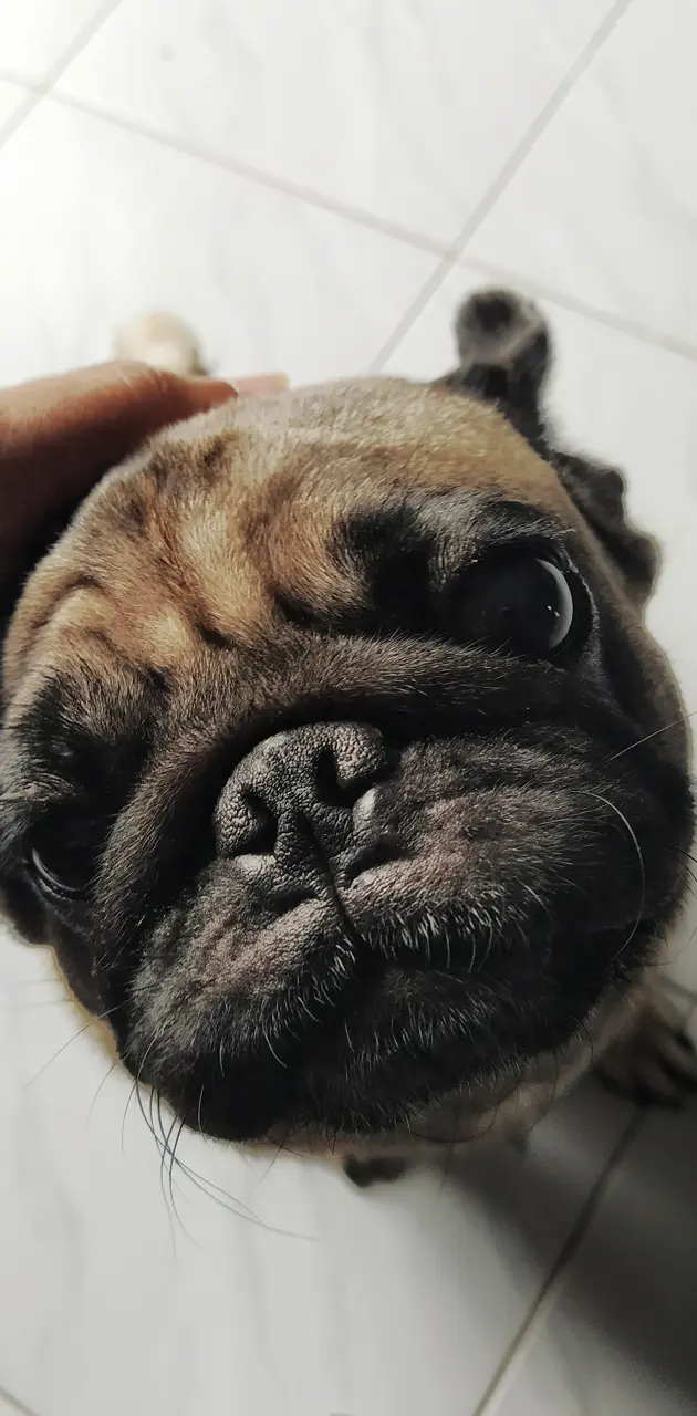 Pug face