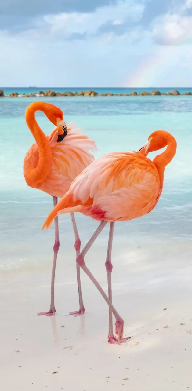 #Fiery Flamingo#