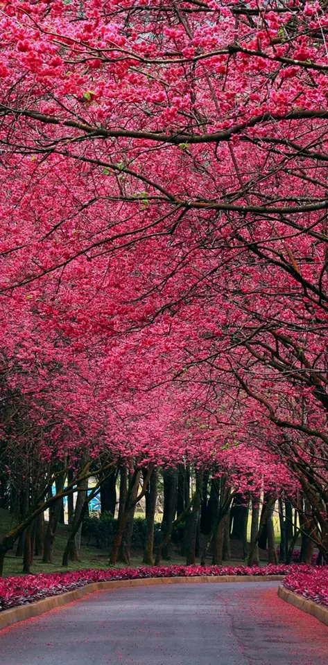 Pink Nature Path
