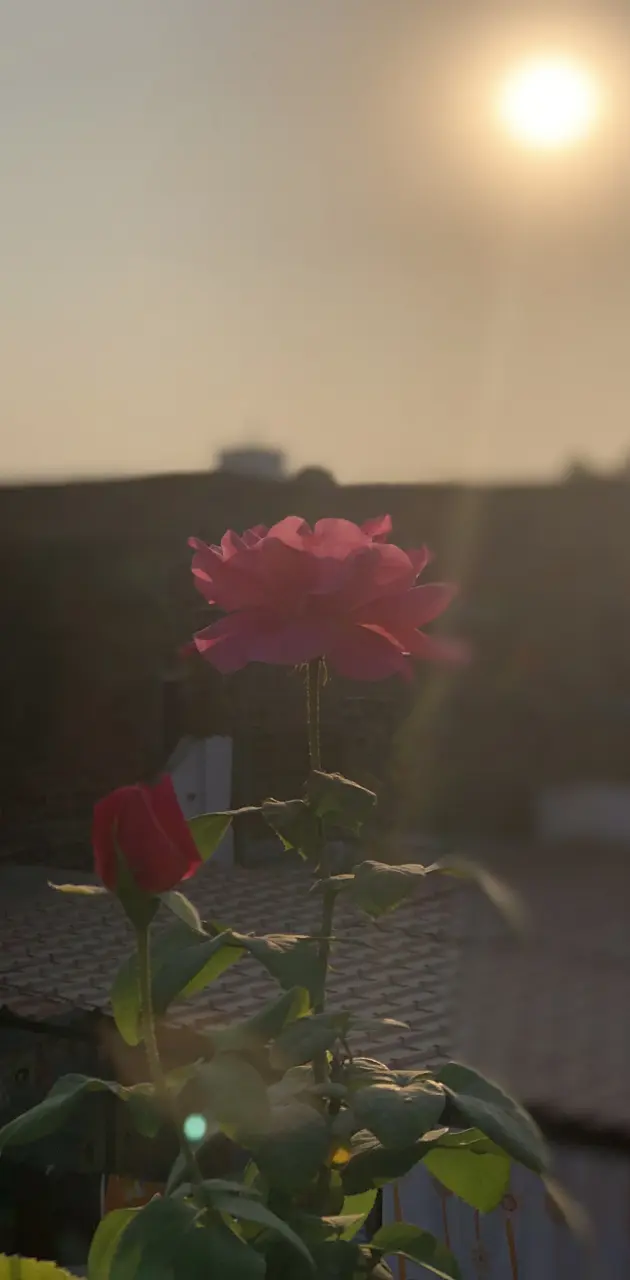 rose and rooftop 