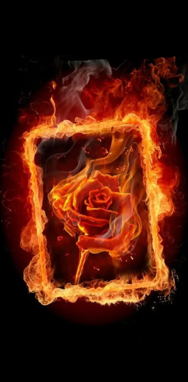 Flame rose