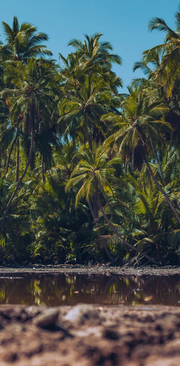 Goidhoo Mangrove