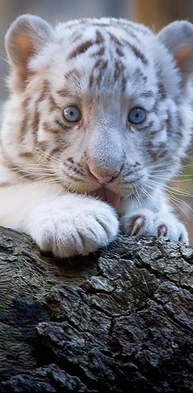 Download Cute Fluffy Baby Tiger Picture