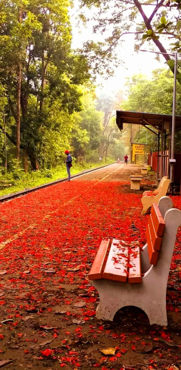 Kerala beauty 