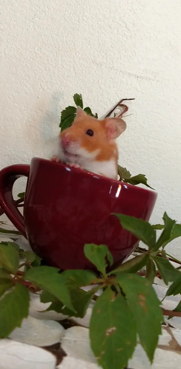 Cup of hamster 