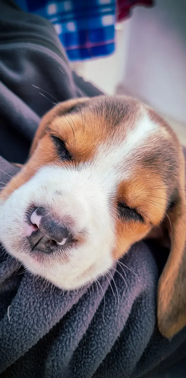 Beagle Baby