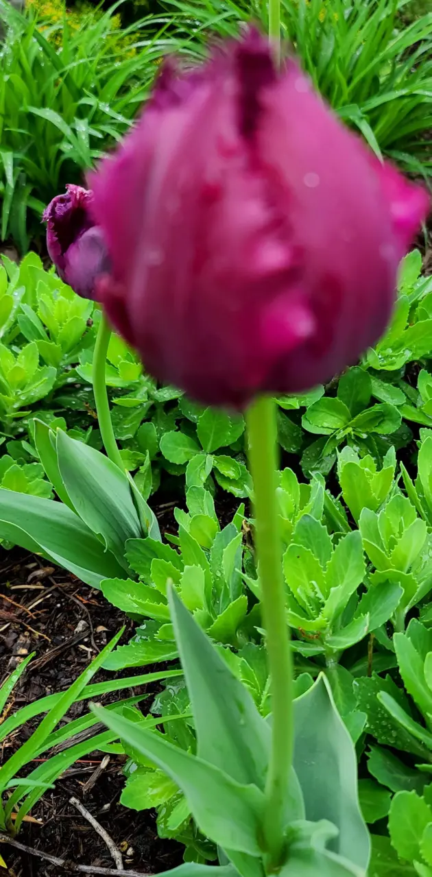Purple tulip 