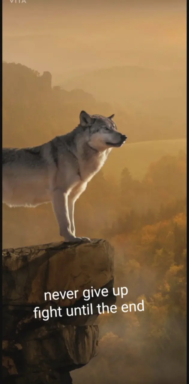 Mountain wolf chilling