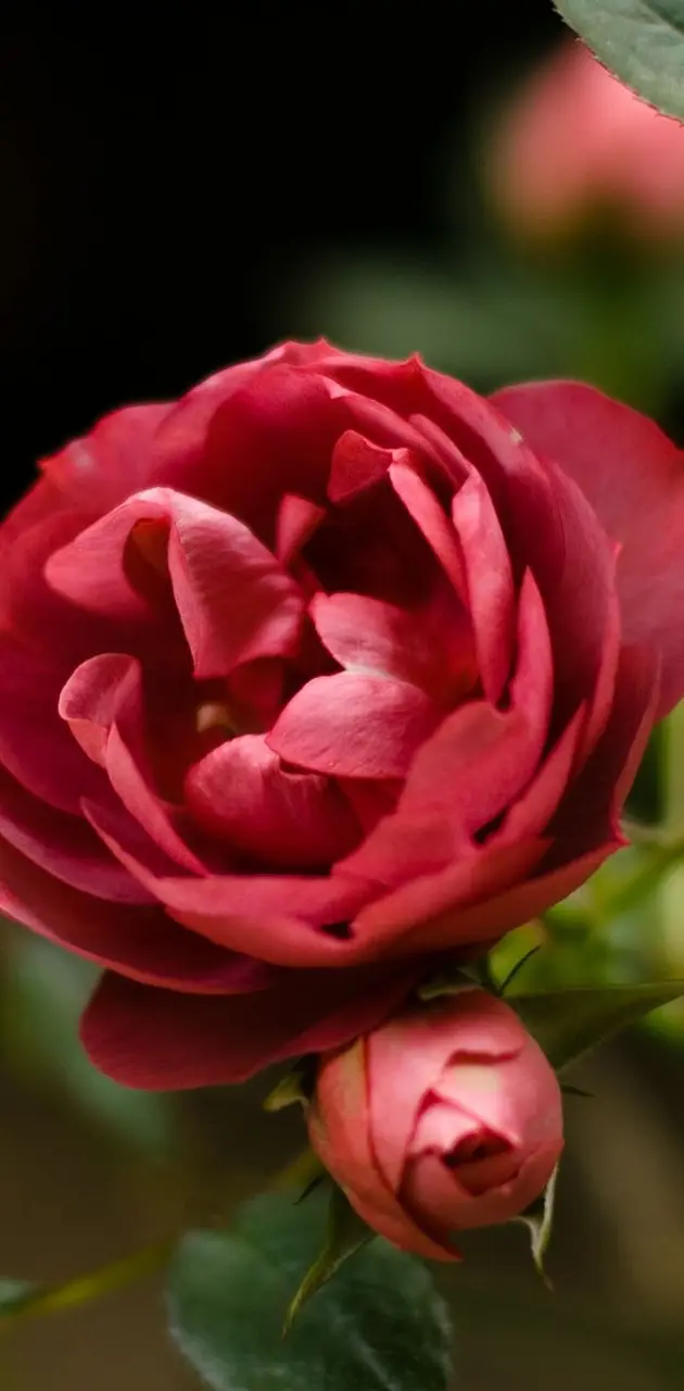 Awesome Red Rose