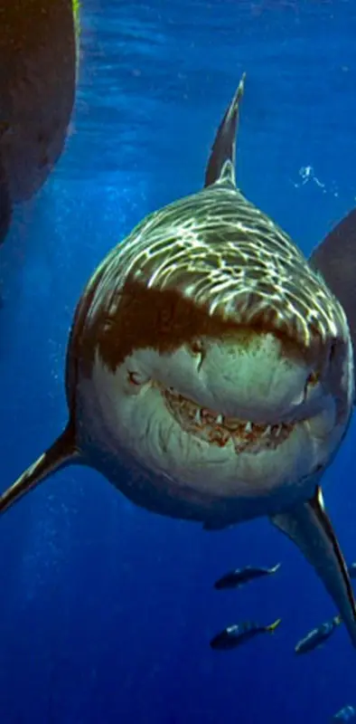 Shark Smile