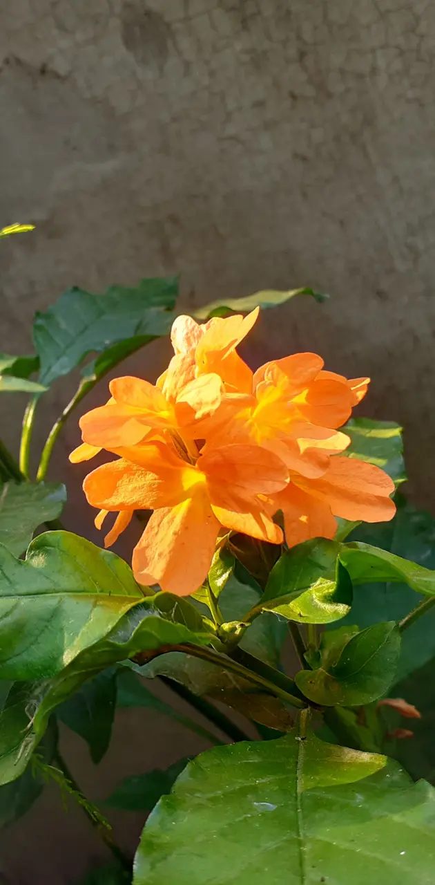 Flower iPhone
