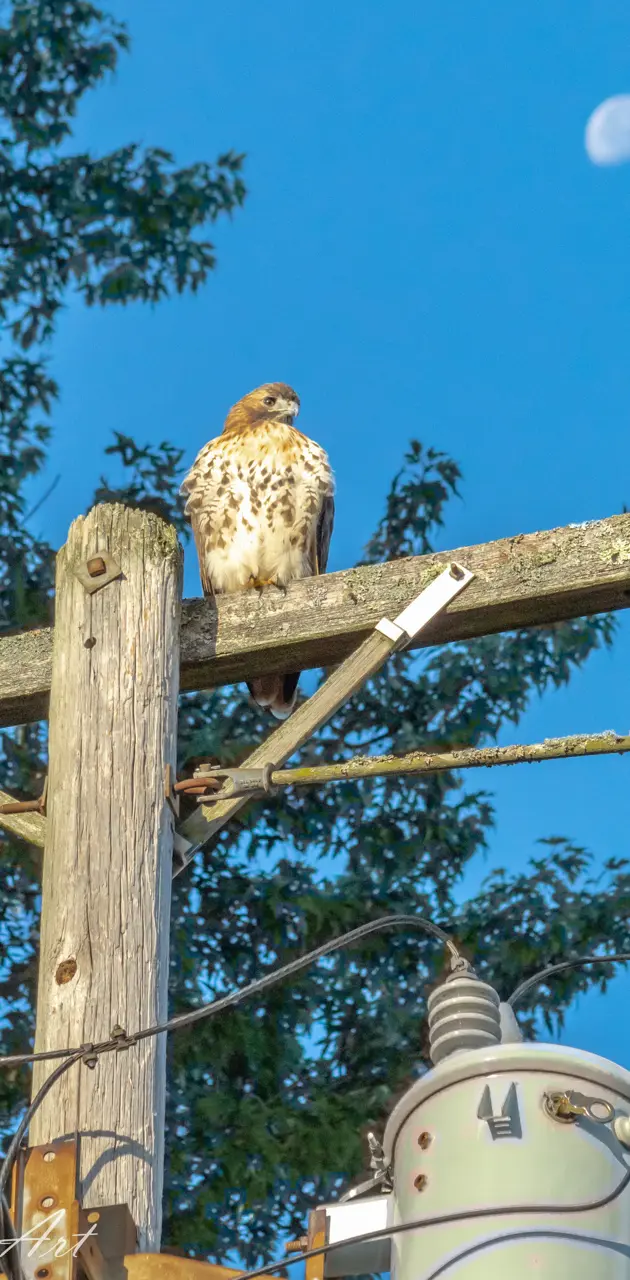 Hawk on utility pole