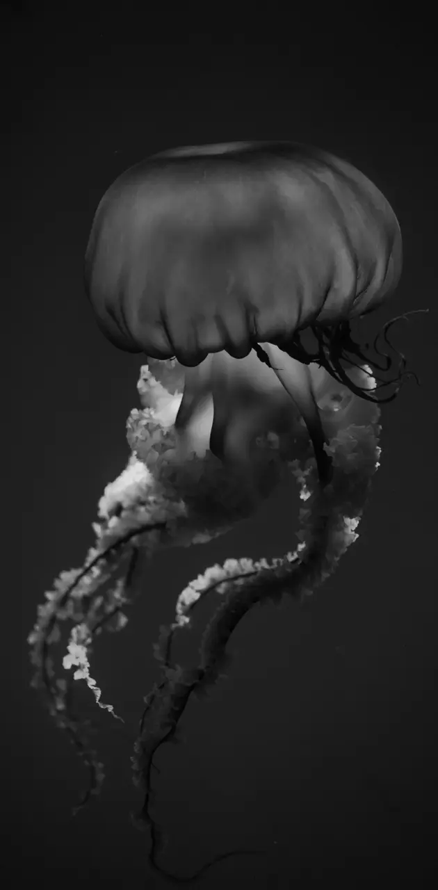 Black jellyfish 