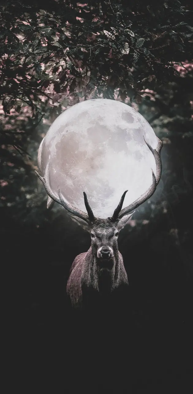 Deer holding moon 
