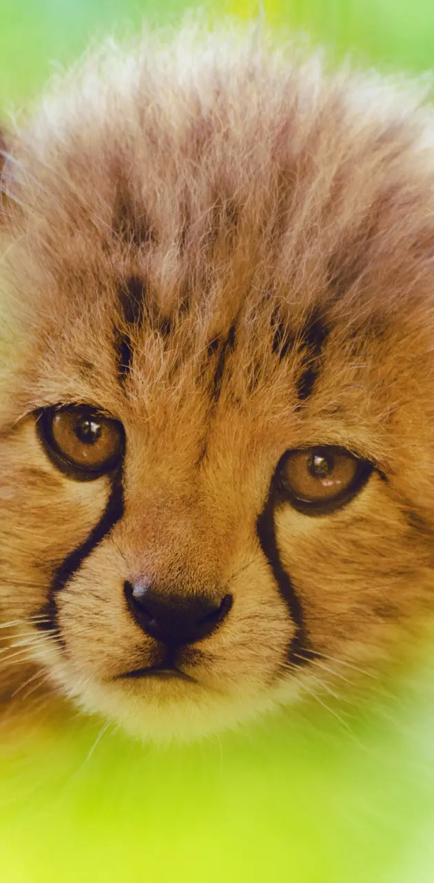 cheetah cub face