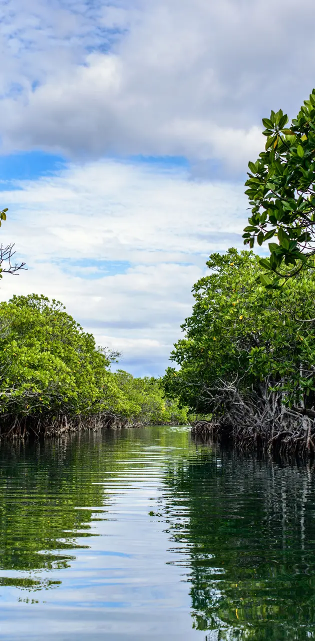 Mangroves