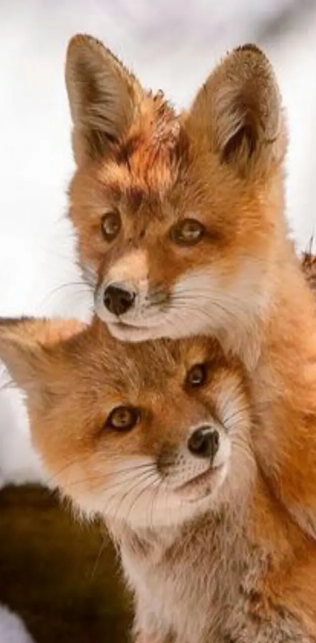 FOXES