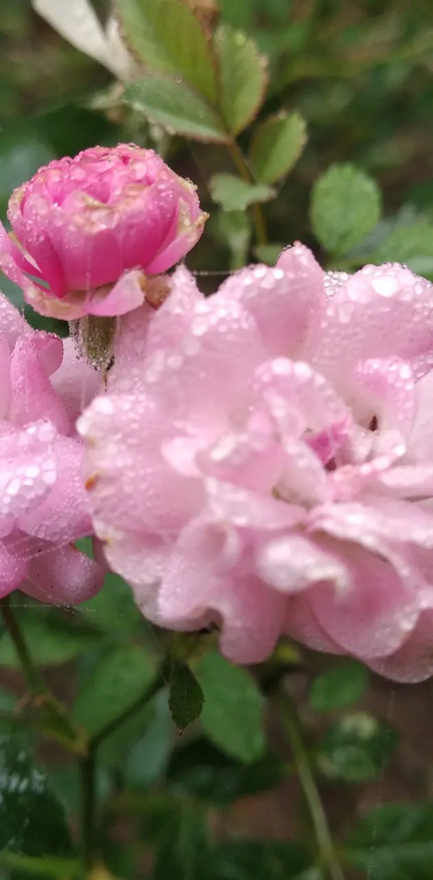 Dew drops on Rose