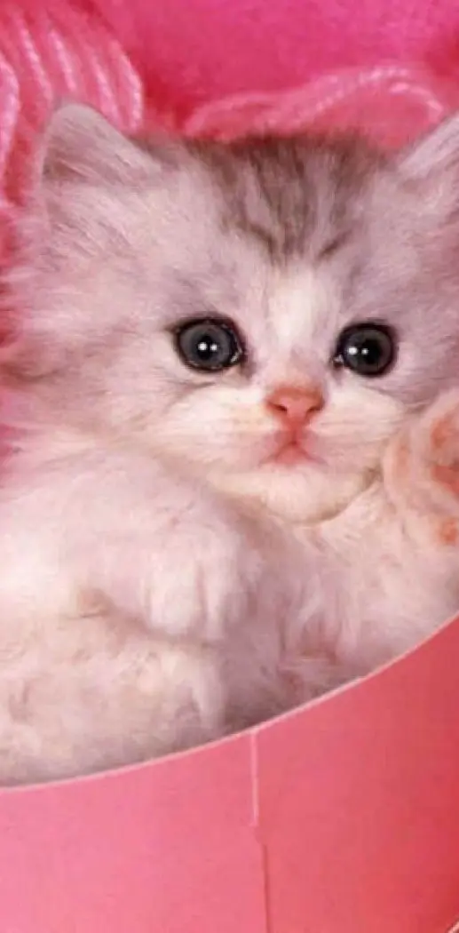 Kitten In Pink