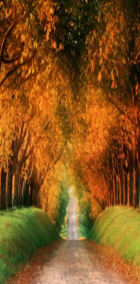 Autumn Road Nature