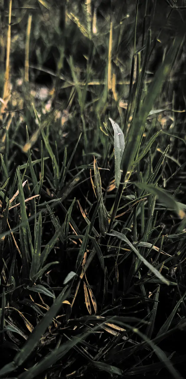 Dark green Grass