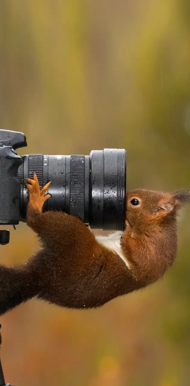 Squirrel on lens