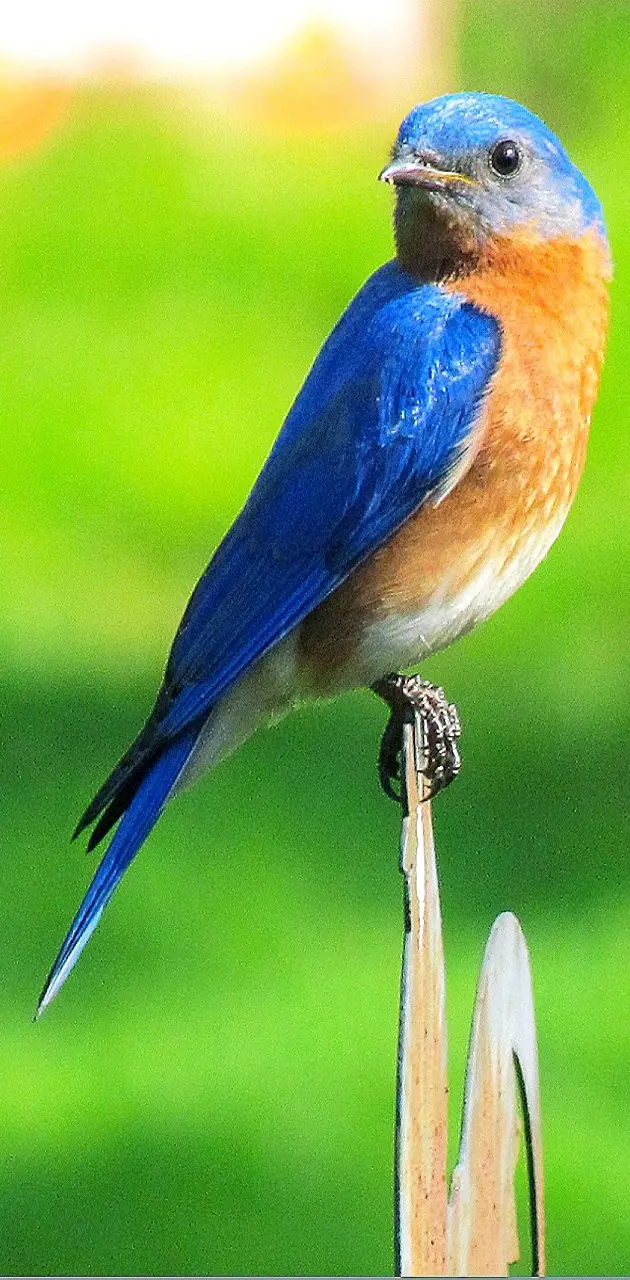 Beautiful Bluebird