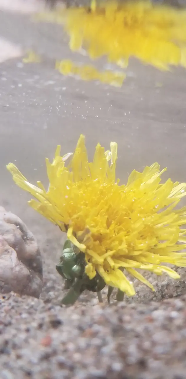 Flower under water