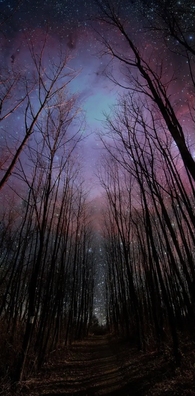 Starry Forest Sky