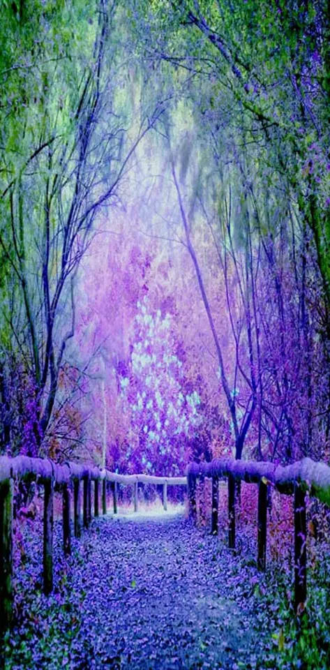 Lavender Pathway