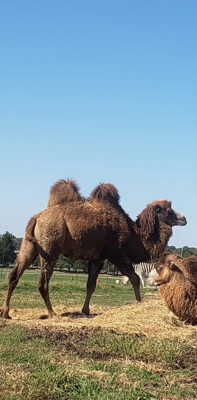 Camel 