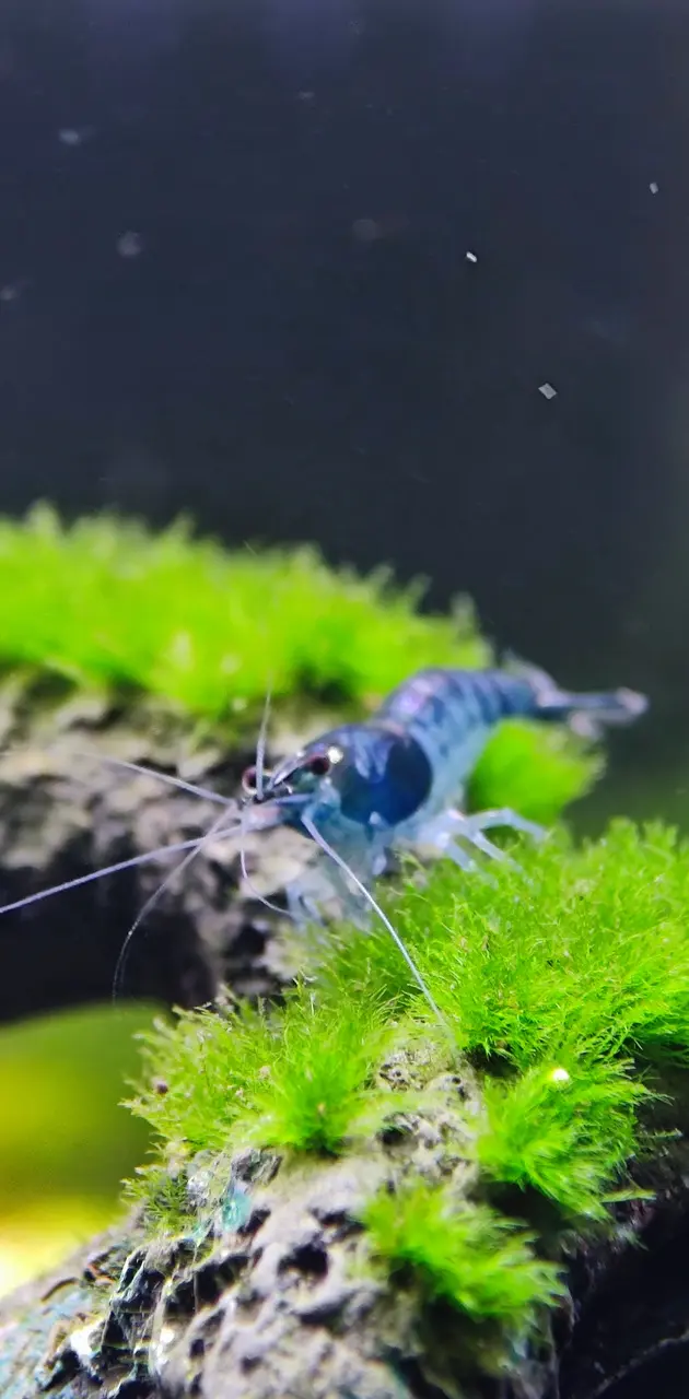 Blue Shrimp