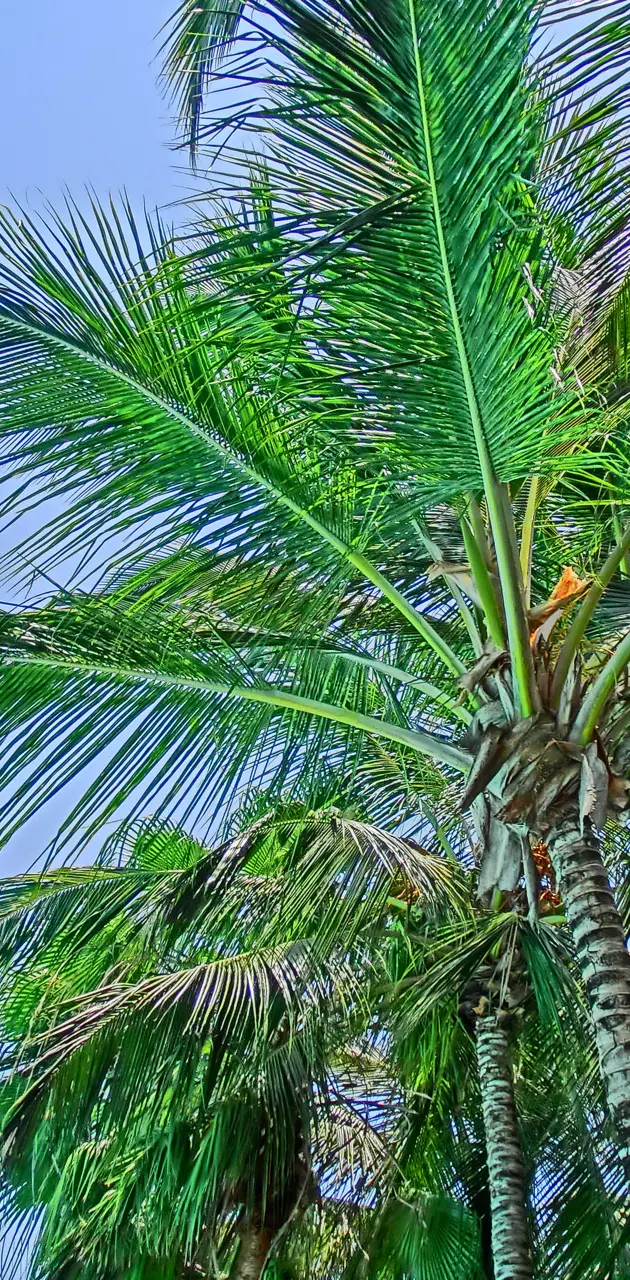 Kenia Palms