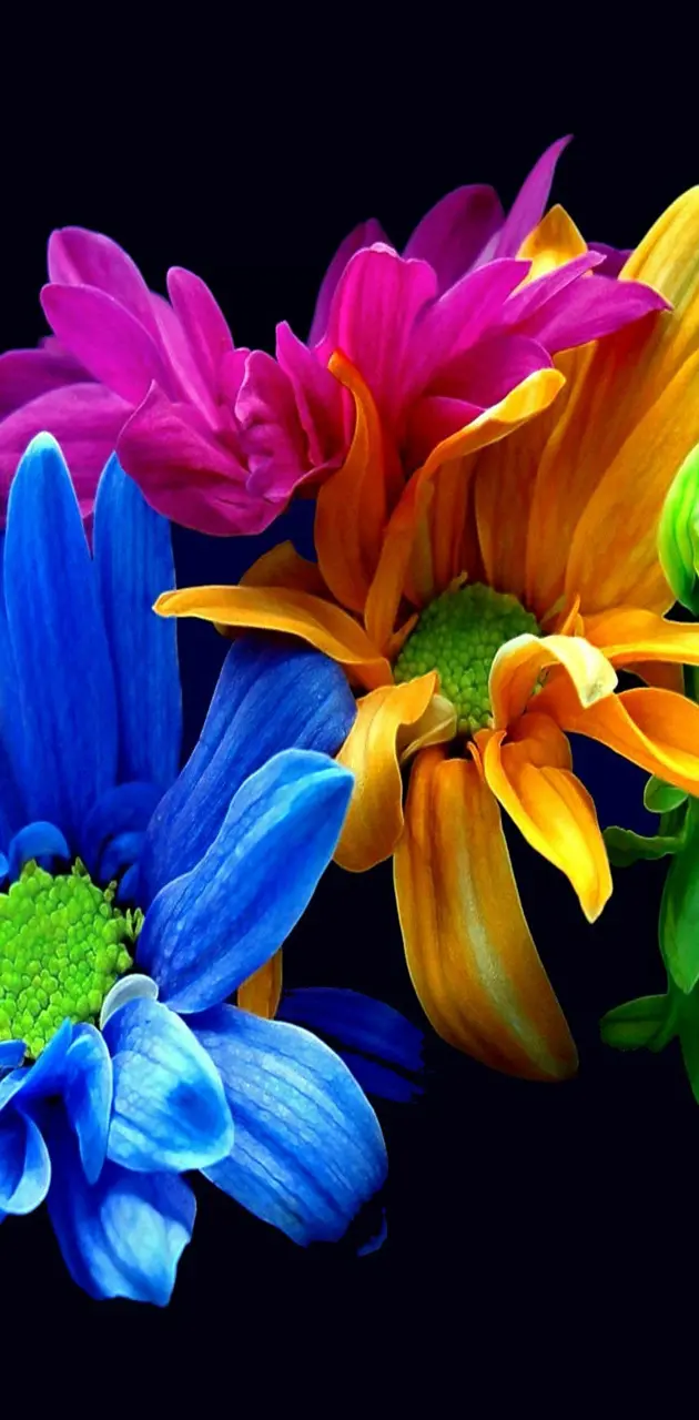 flower colors