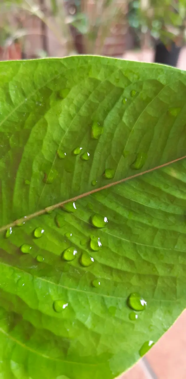 Water droplet leaf