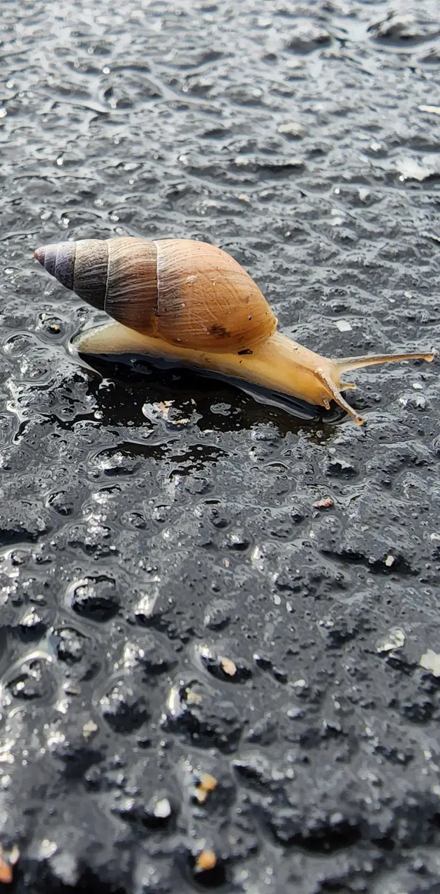 Vivid Snail 