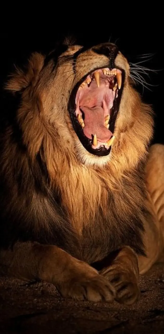 roaring lion wallpaper