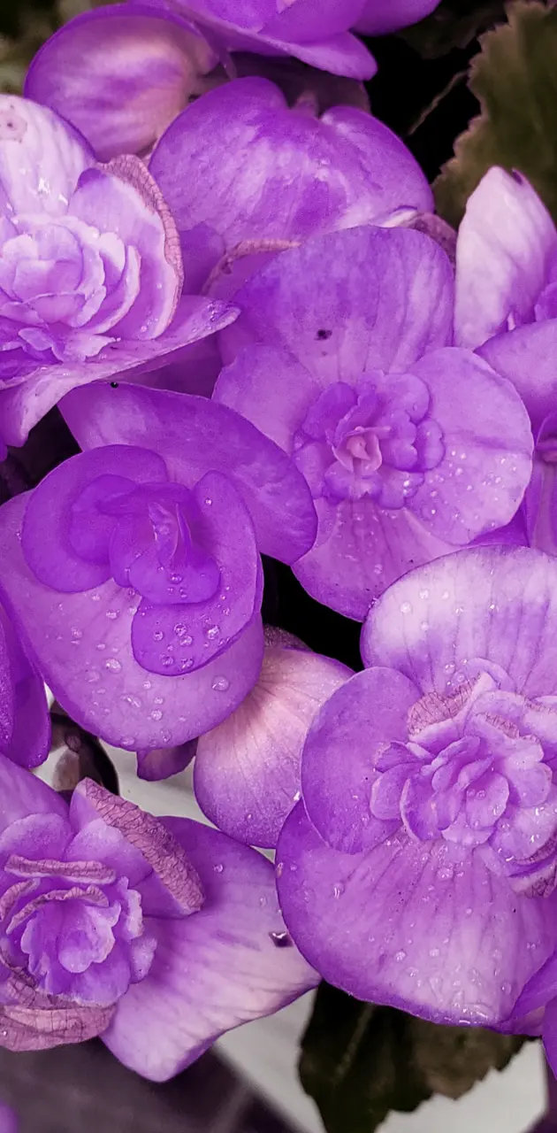 Delicate purple