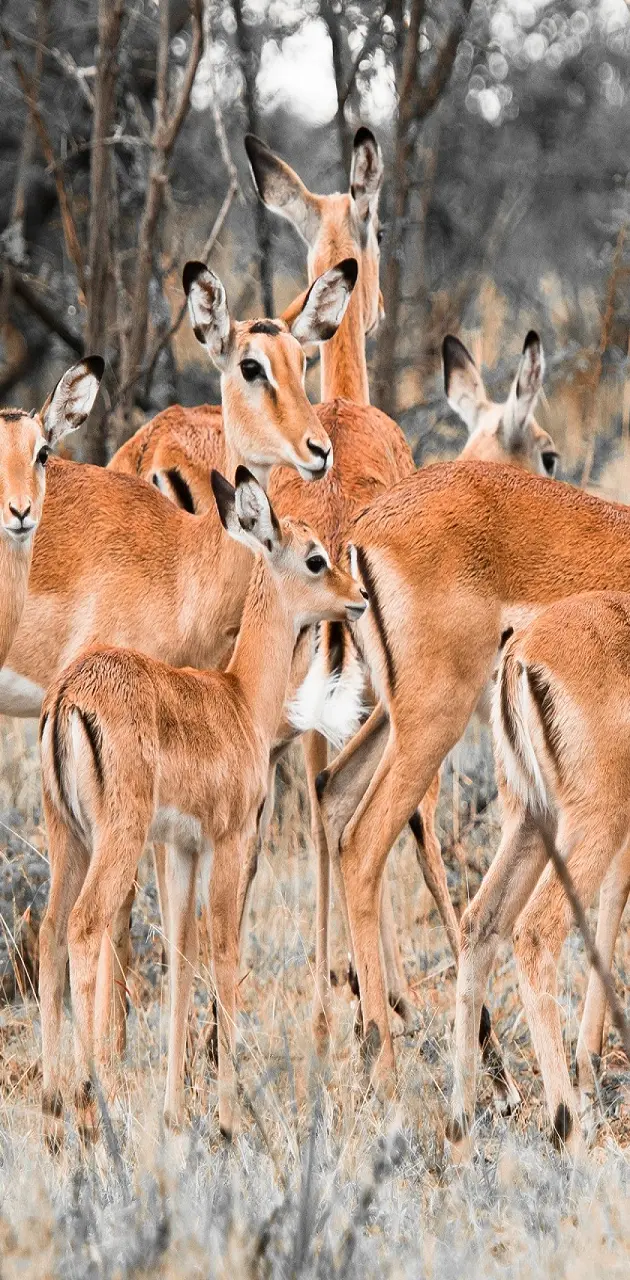 Herd Of Deers