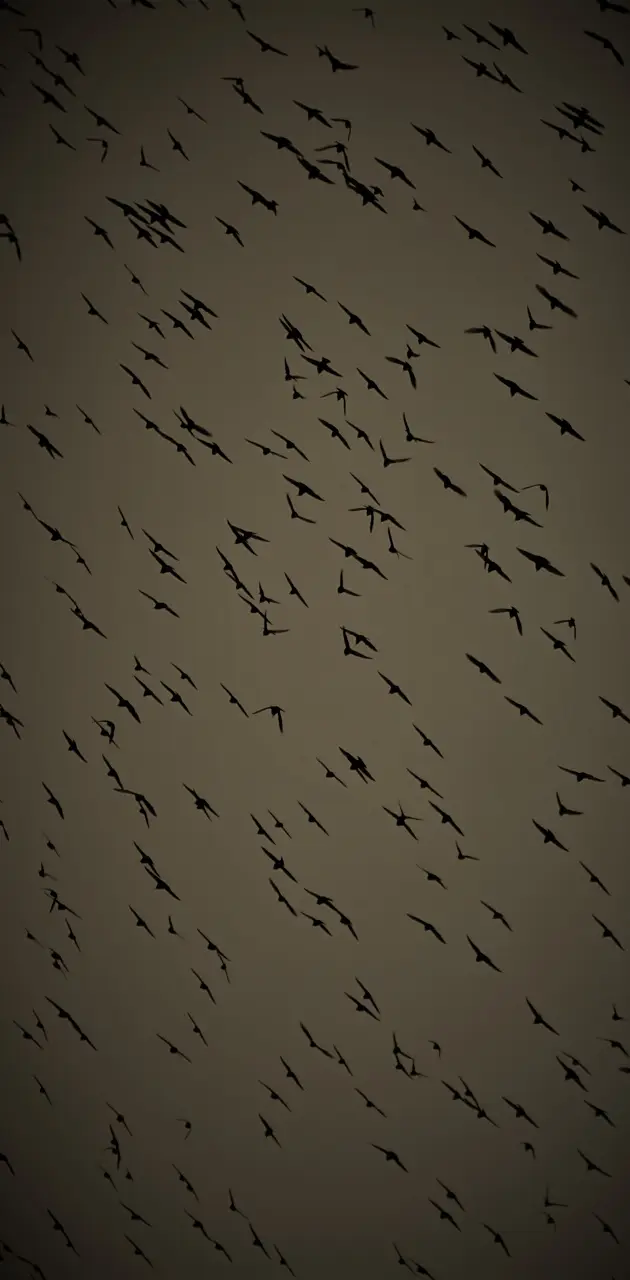 Starlings ascending