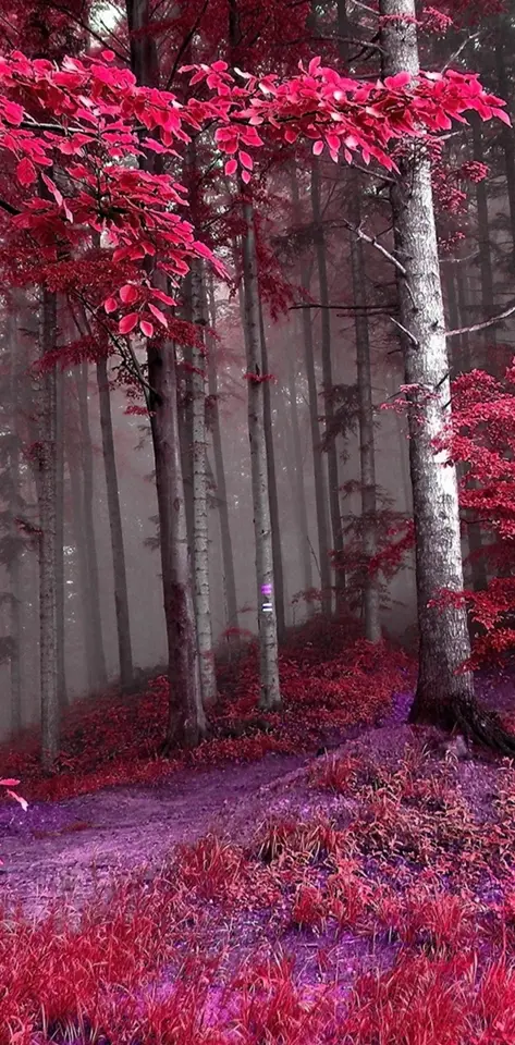 pink forest