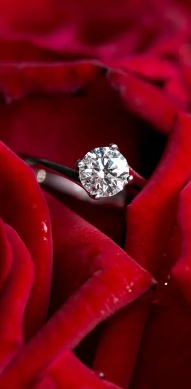ring  rose