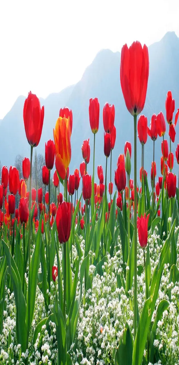 Red Tulips Flowers
