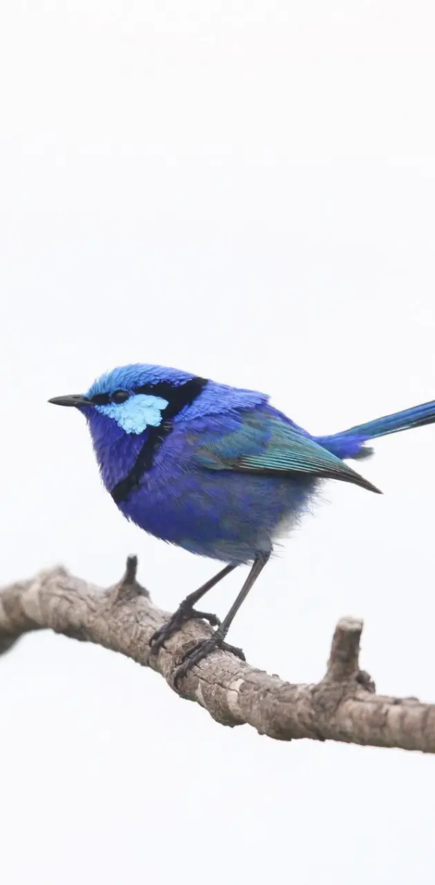 Fery blue Bird