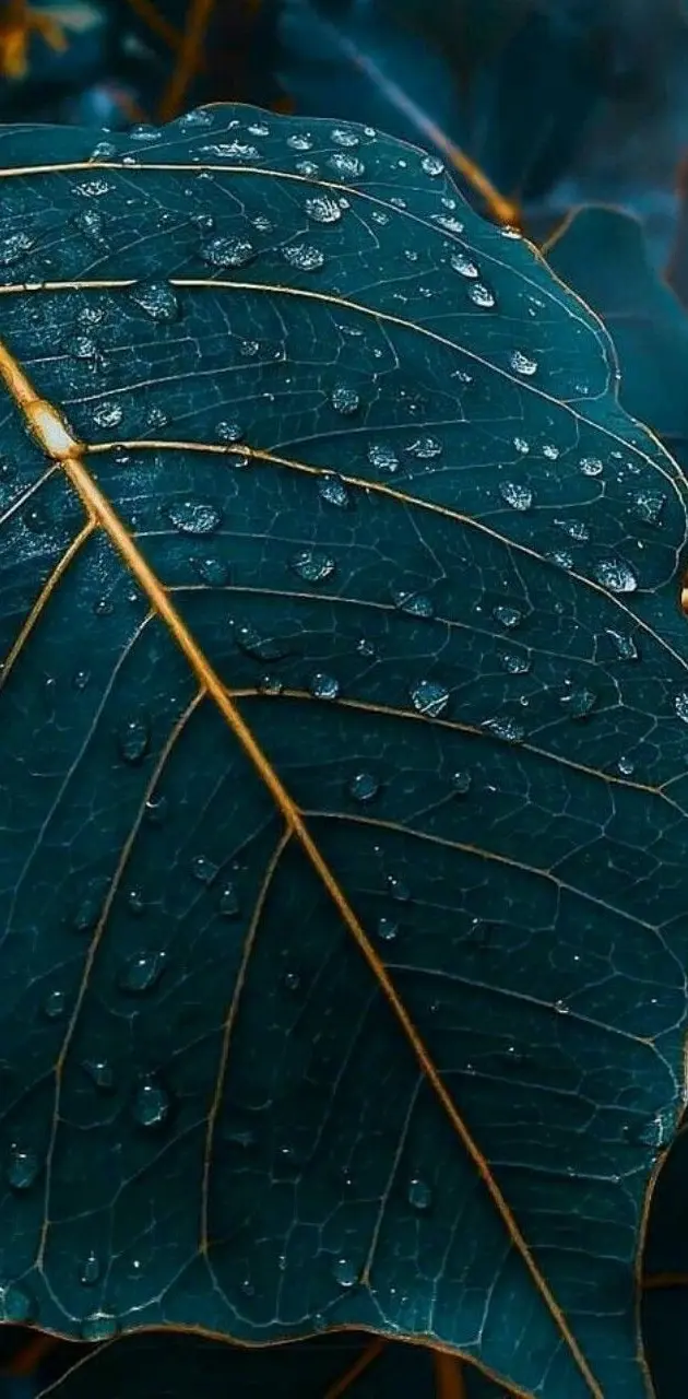 Leaves DewDrops