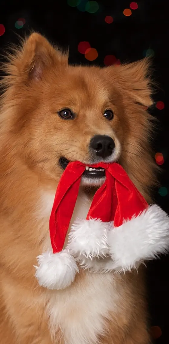 Santa Dog