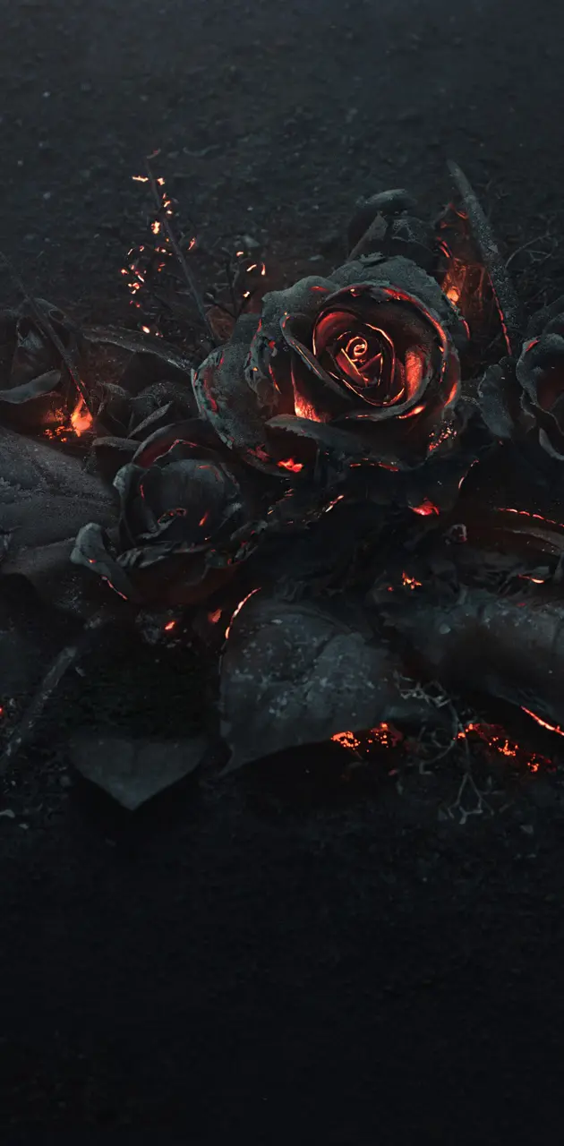 burning roses