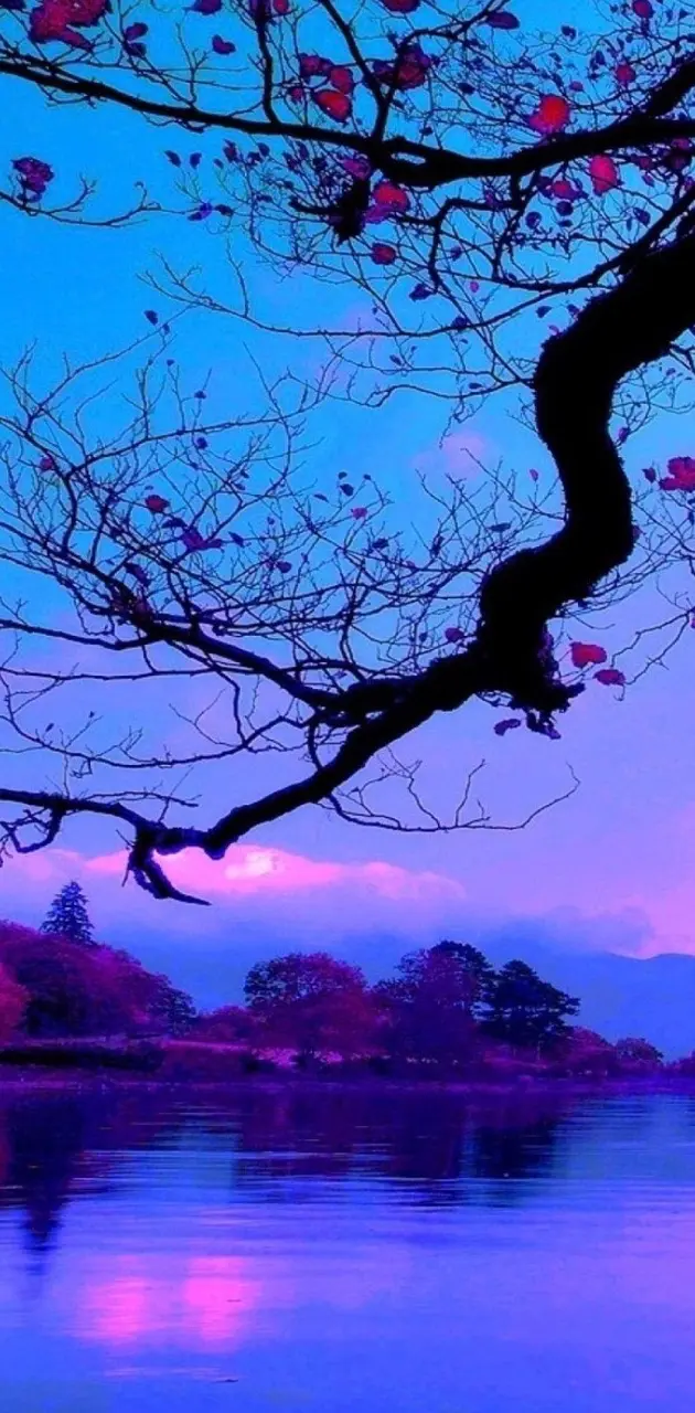 Purple sunset